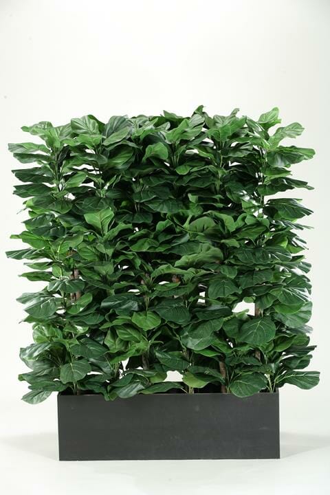 Fiddle leaf fig hedge screen in rectangle planter (SKU: 313912)
