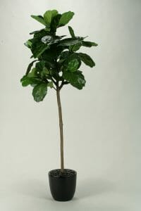 Fiddle leaf fig tree in round resin planter (SKU: 316910)